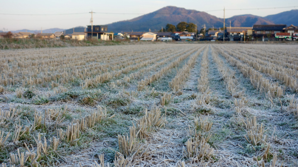 日の出の霜降りた田んぼ