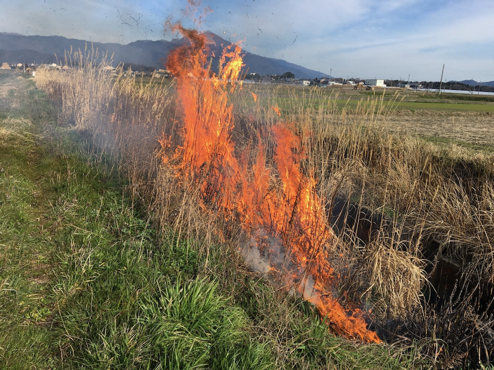 東川の法面の草焼き3