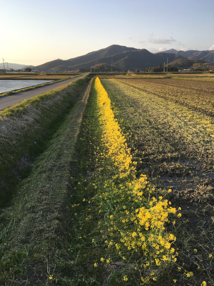 畔塗りのために畔端の菜の花を刈る