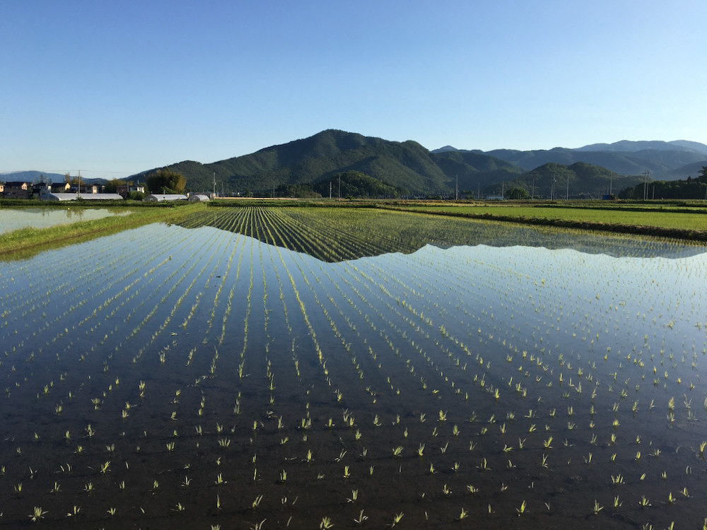 朝日の田んぼと小谷山1