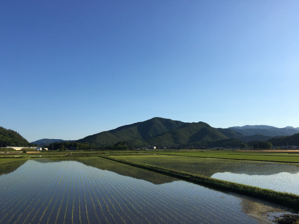 朝日の田んぼと小谷山2