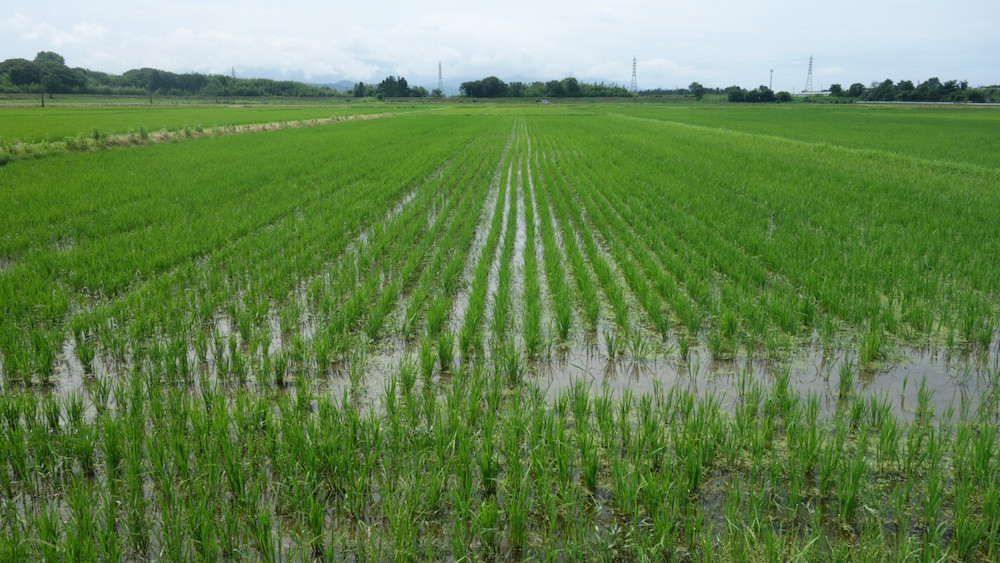 完全無農薬有機栽培米「秋の詩」の今日の圃場