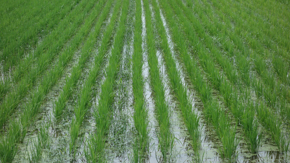 条間にコナギが見えますな