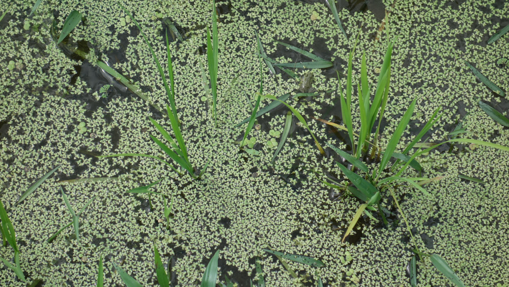 アオウキクサと「秋の詩」とコナギ