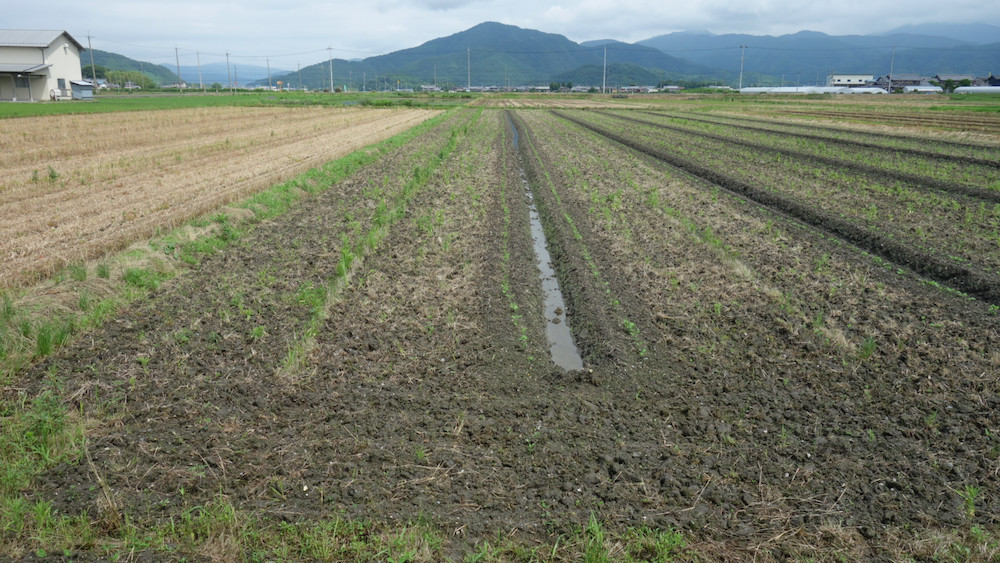 完全無農薬有機栽培の大豆の圃場1