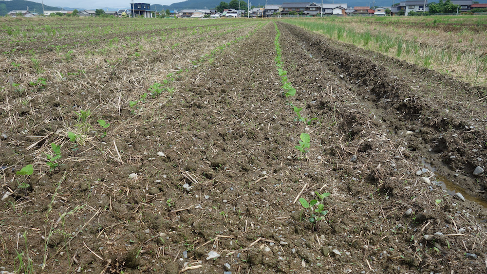 完全無農薬有機栽培の大豆の圃場2