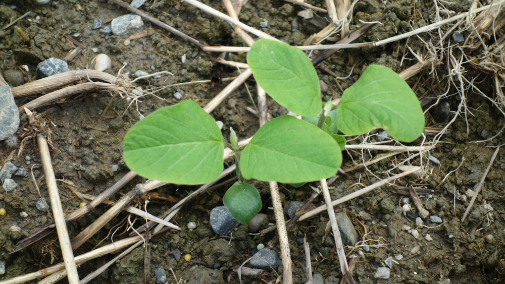 双葉の間から本葉が出てきて、まだ虫に食われていない葉っぱ。