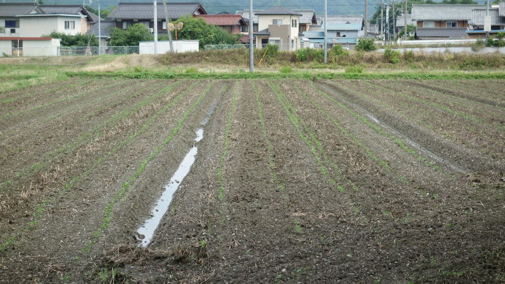 こっちは播種と同時に除草剤をまいた慣行栽培の大豆の圃場