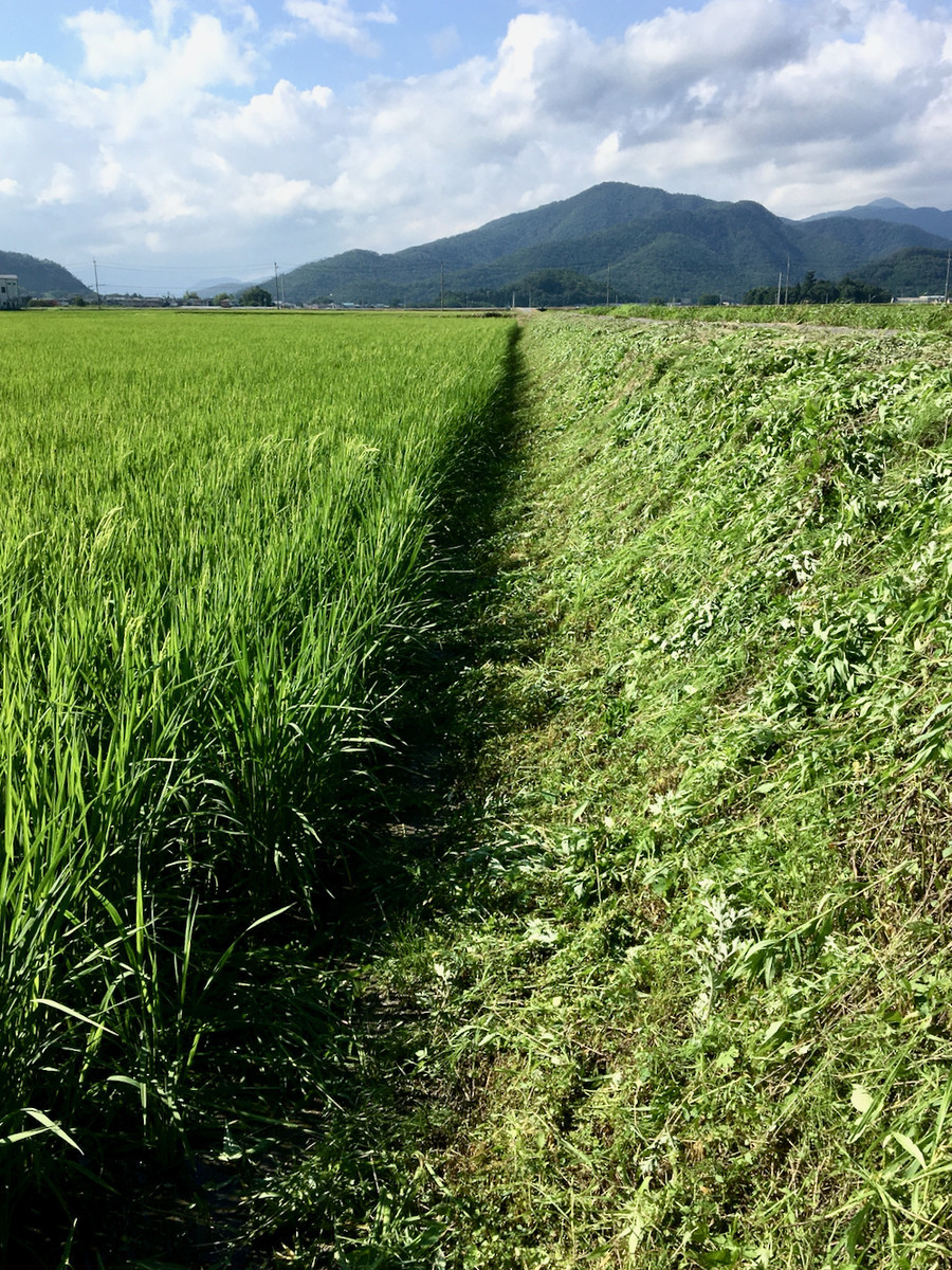 梅雨明けの日の草刈り1