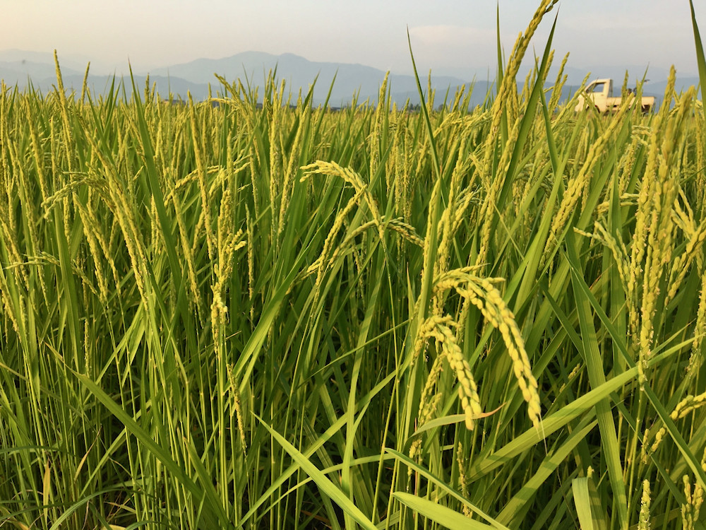 5月の連休明けに植えた「コシヒカリ」