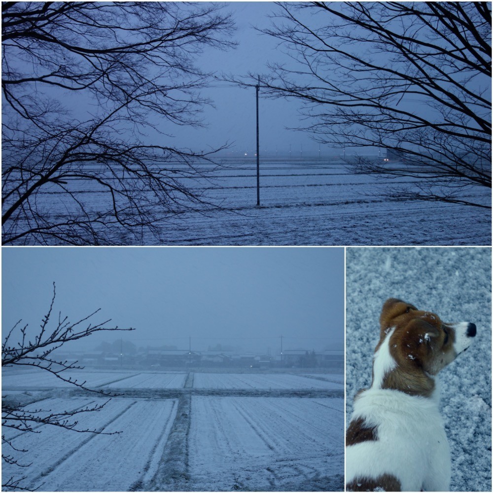 今朝の雪20201215-2