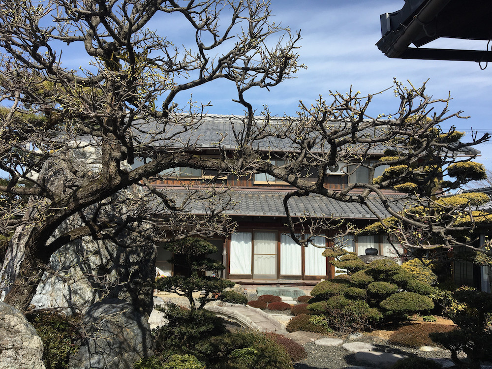 庭の白梅