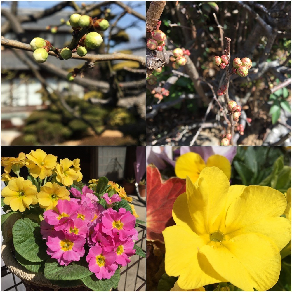 庭の白梅と木瓜の花の蕾と玄関のプランターの花