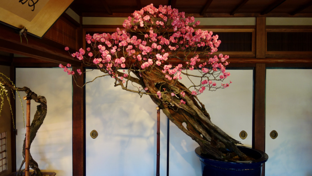 盆梅展 不老