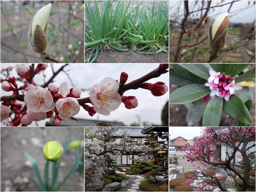 f:id:tsujii_hiroaki:20210318182242j:plain