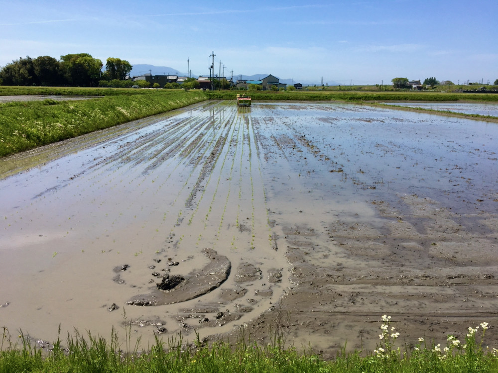 田植えはじめました。2021-1