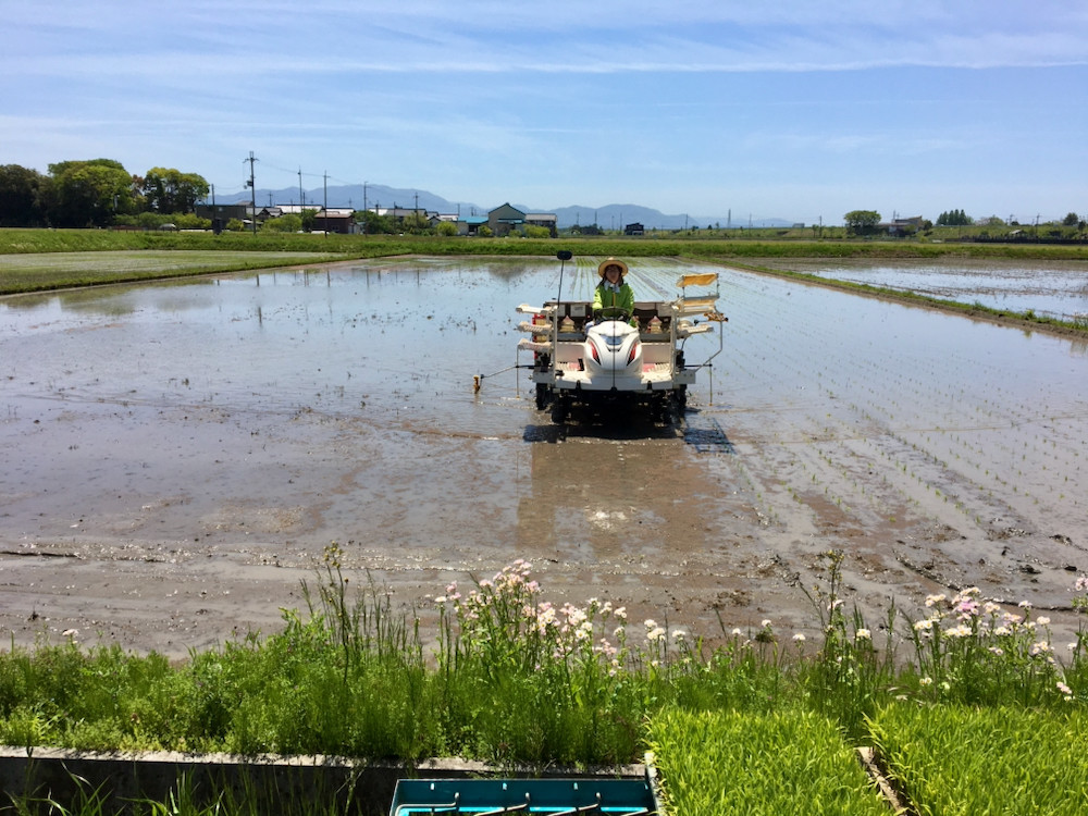 田植えはじめました。2021-2