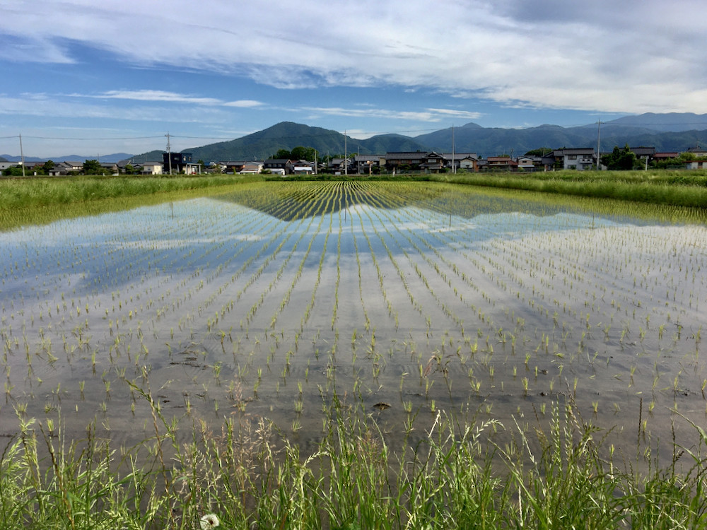 雨上がりの有機栽培「コシヒカリ」の圃場20210605