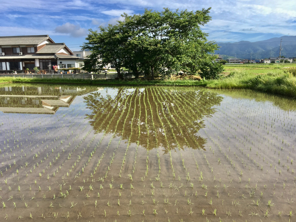 田植えされた圃場と葉桜20210605