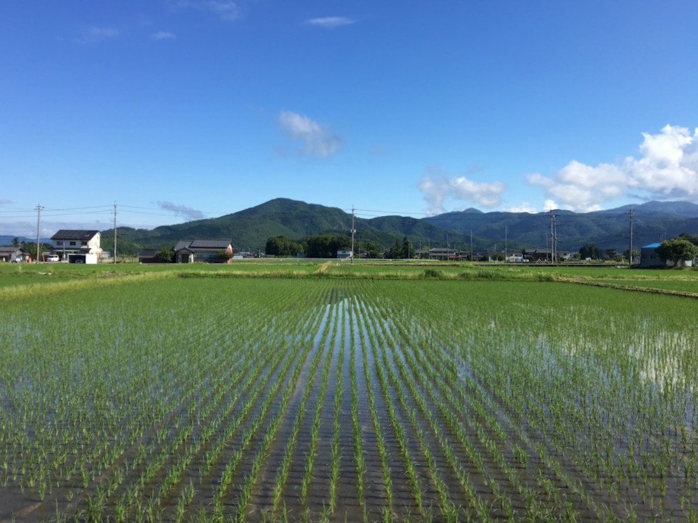 朝の五月中旬植えの「コシヒカリ」