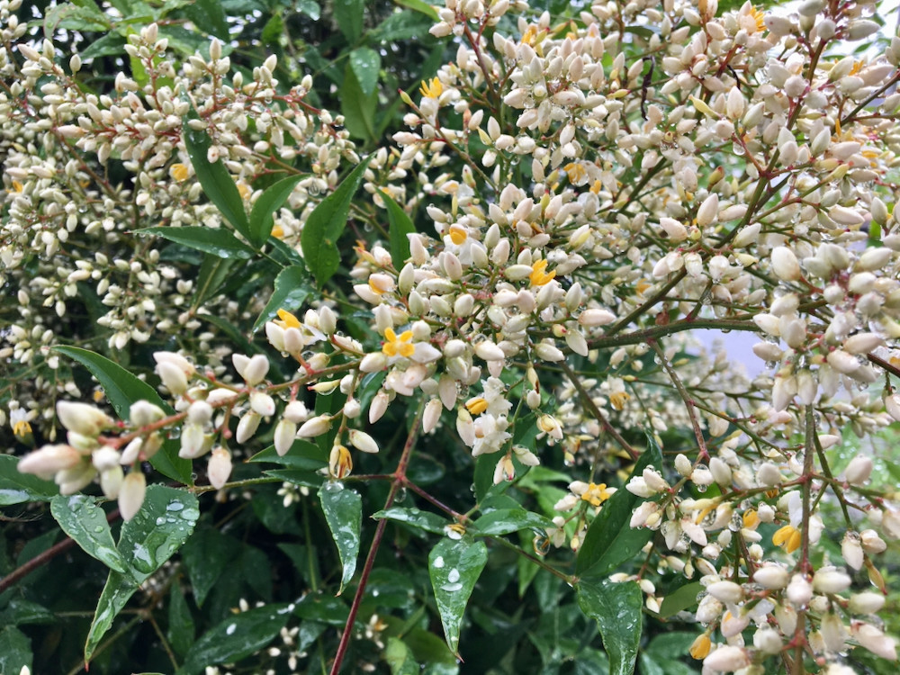 雨の日のナンテンの花