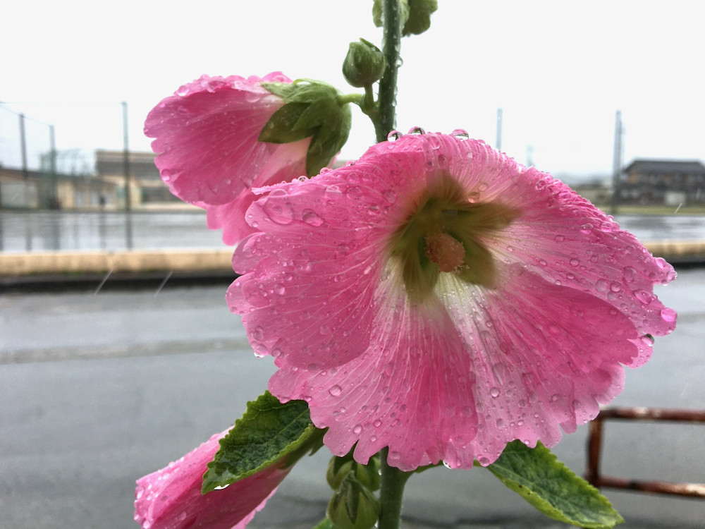 雨の日のタチアオイ