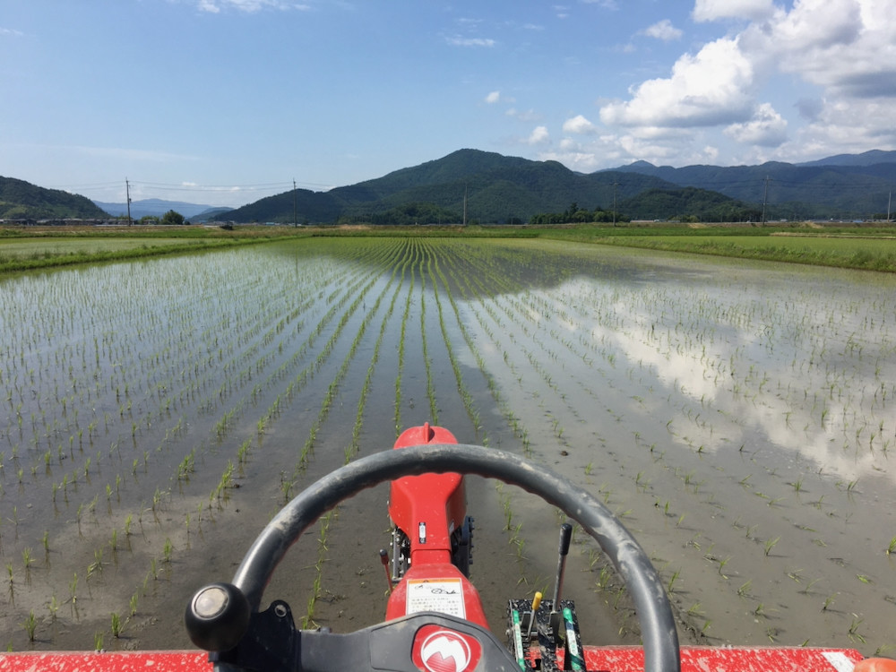 ただいま中耕除草中20210623