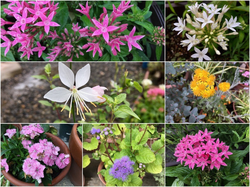 雨上がりの朝の庭の花々20210701