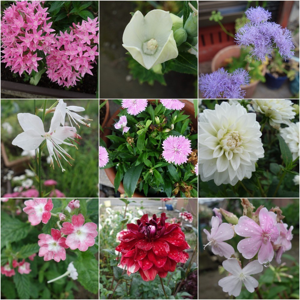 雨上がりの庭の花々20210716-1