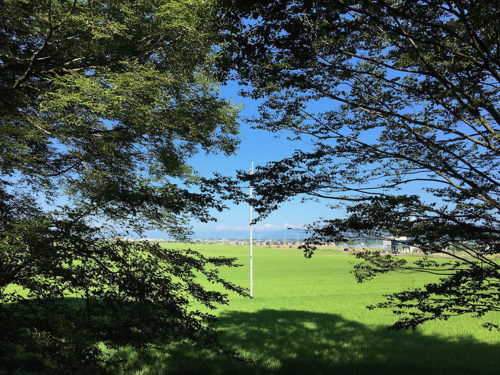 夏の朝20210719-1