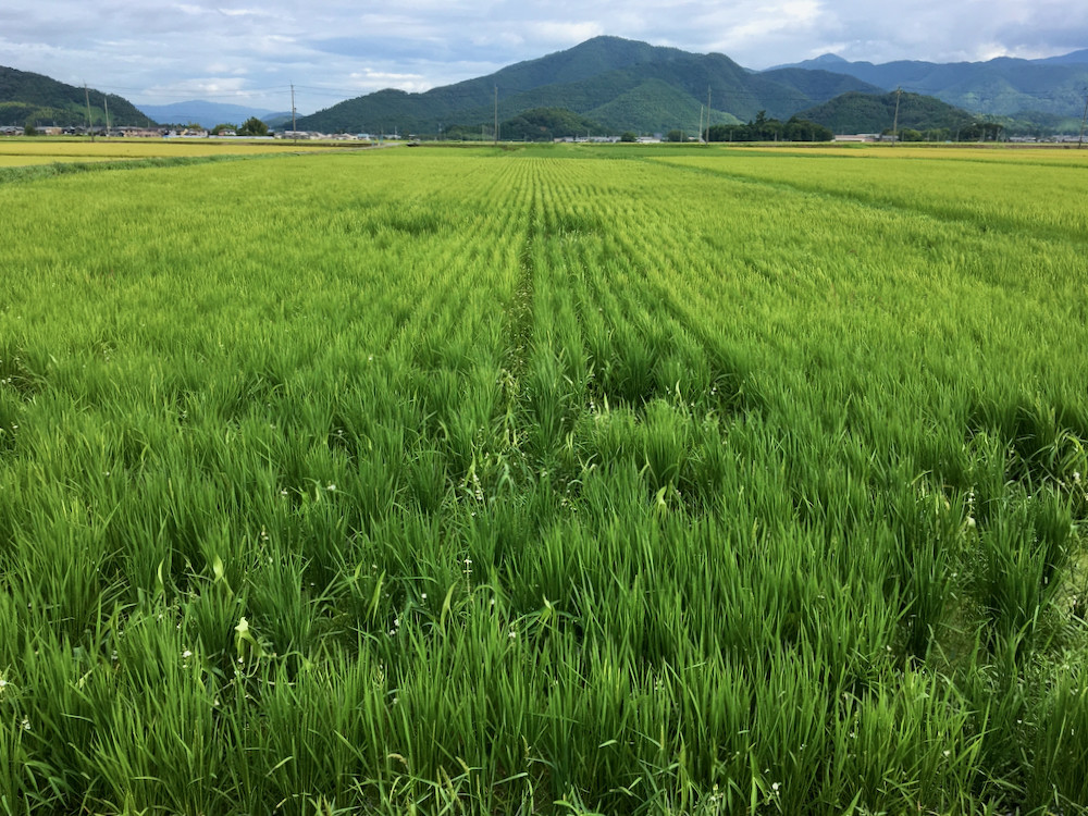 出穂してきた最後の「コシヒカリ」1