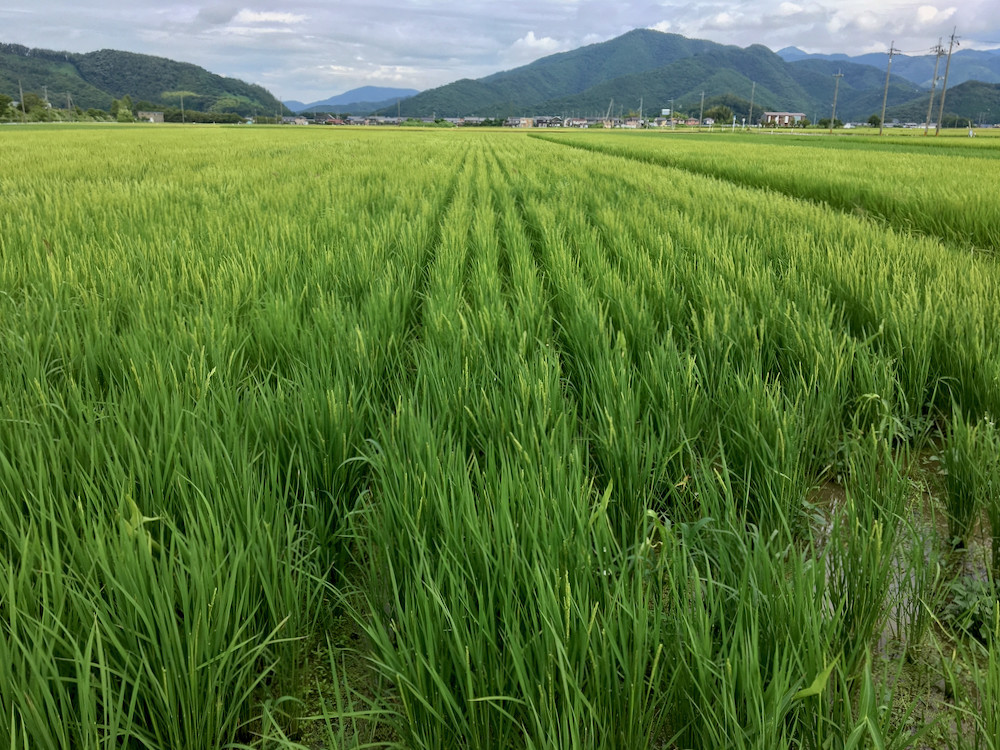 出穂してきた最後の「コシヒカリ」2