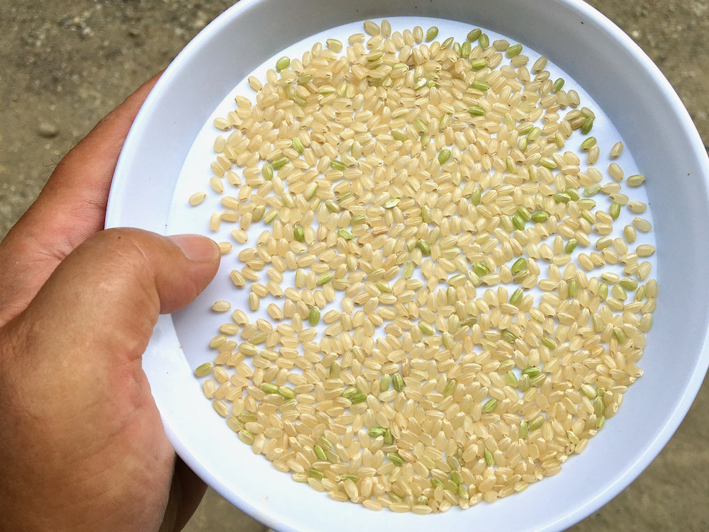 白い皿の新米「コシヒカリ」