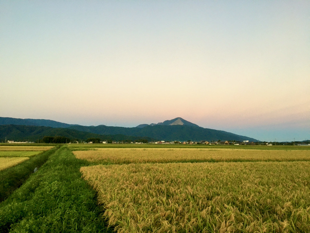 夕暮れの有機栽培の田んぼと伊吹山