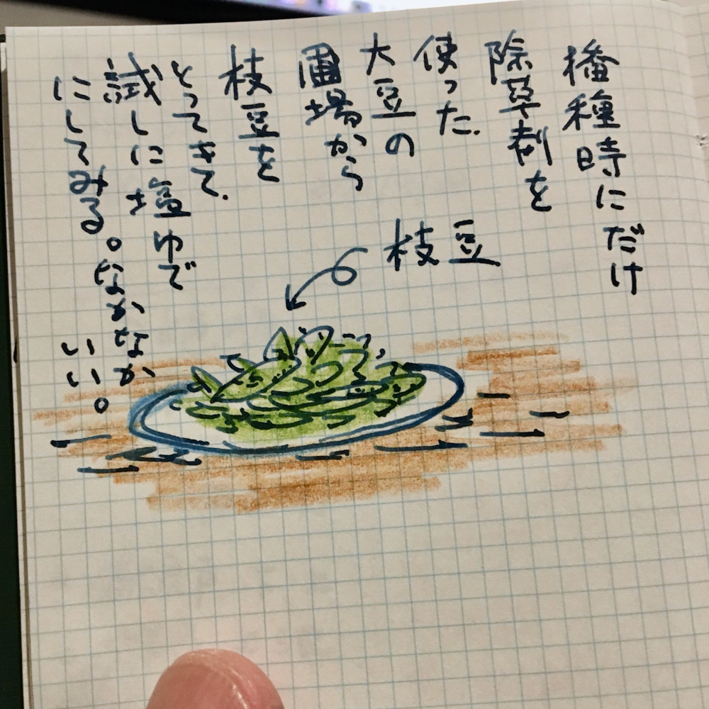 枝豆を塩茹でにしてみる