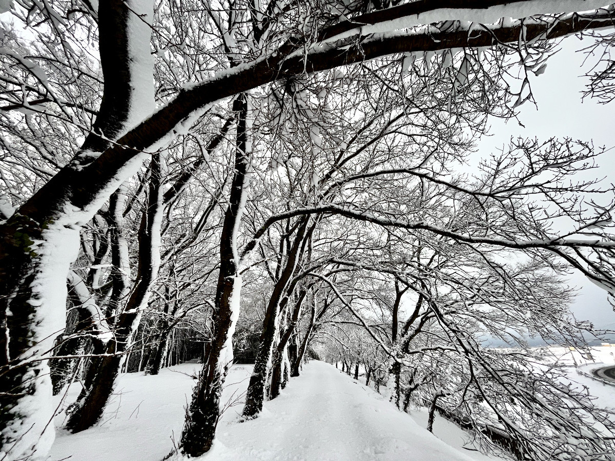 雪の散歩道20220118-1