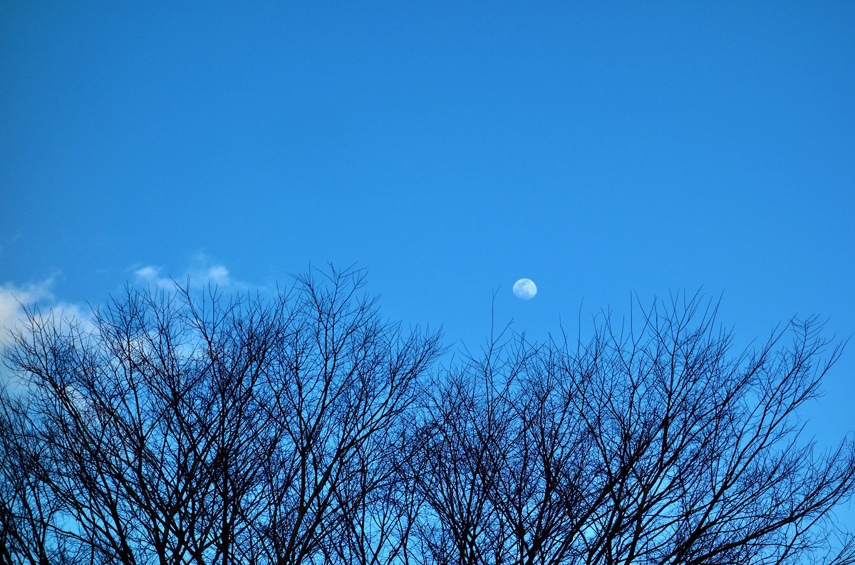 旧暦の如月13日の16:57の庭から見上げた月