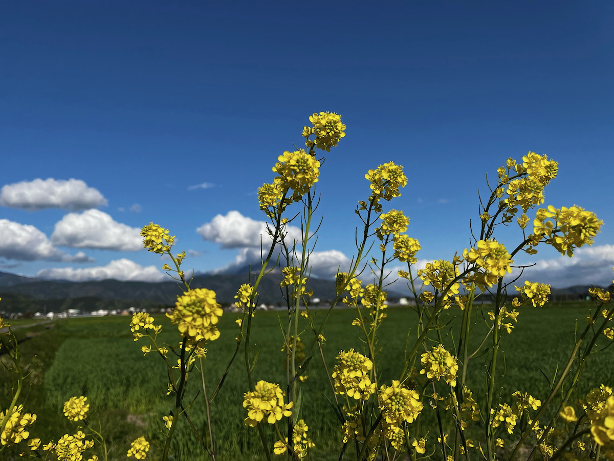 畦畔の菜の花と伊吹山