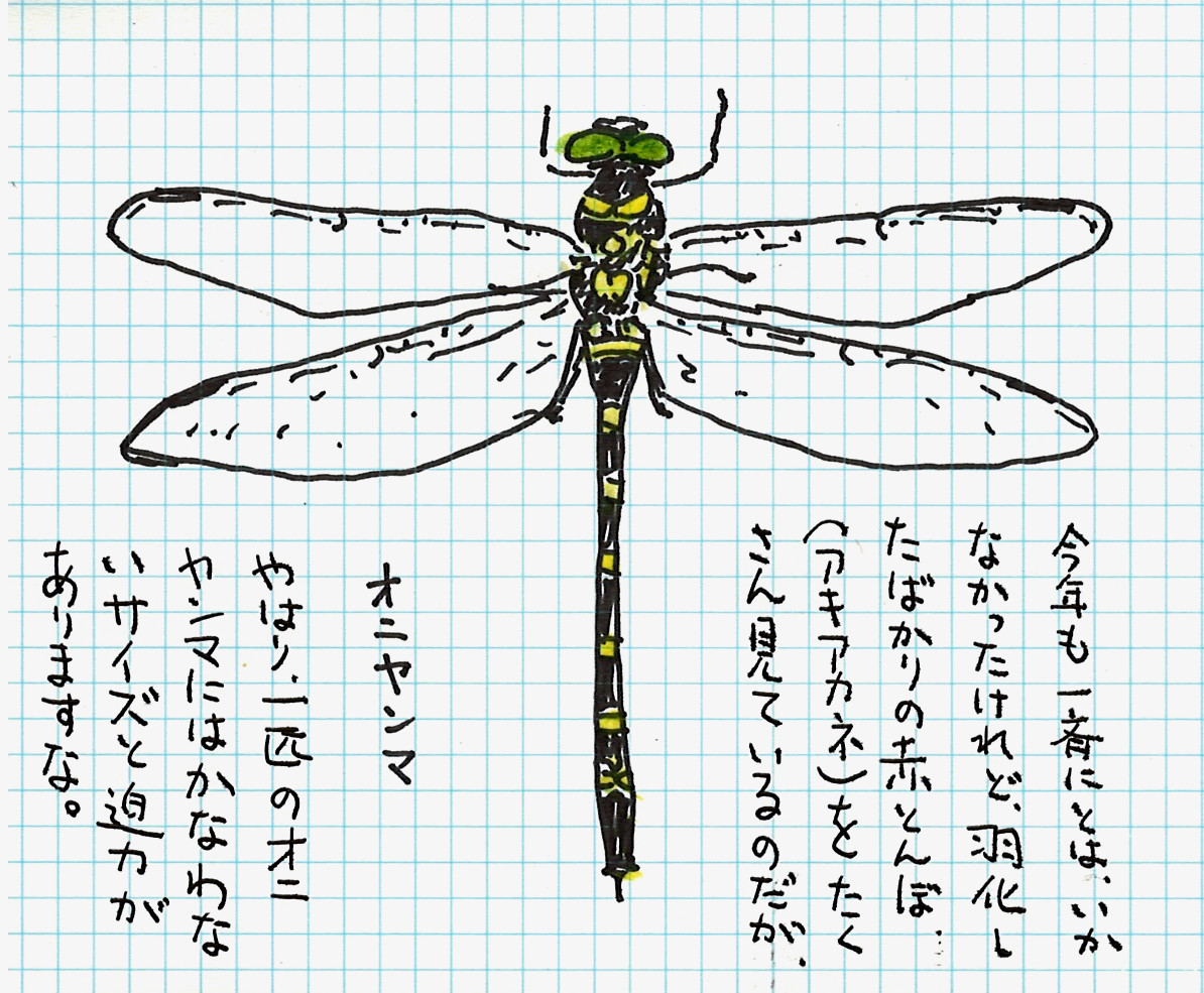 オニヤンマ