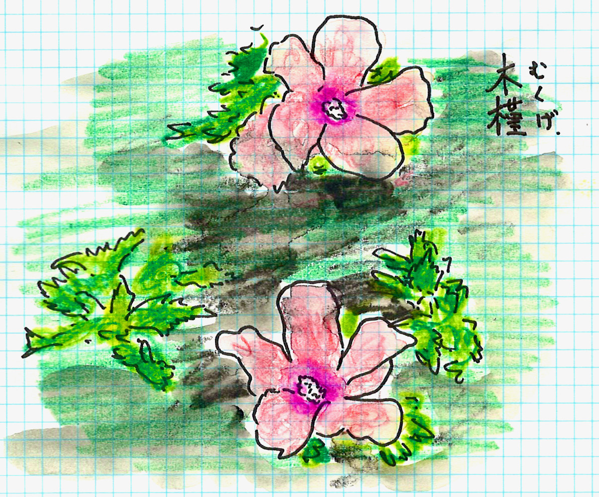 木槿20220706