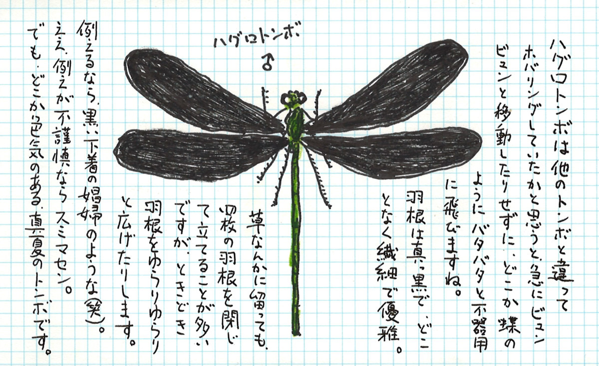 ハグロトンボ♂