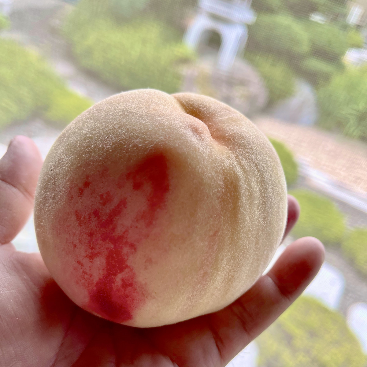 いただき物の白桃