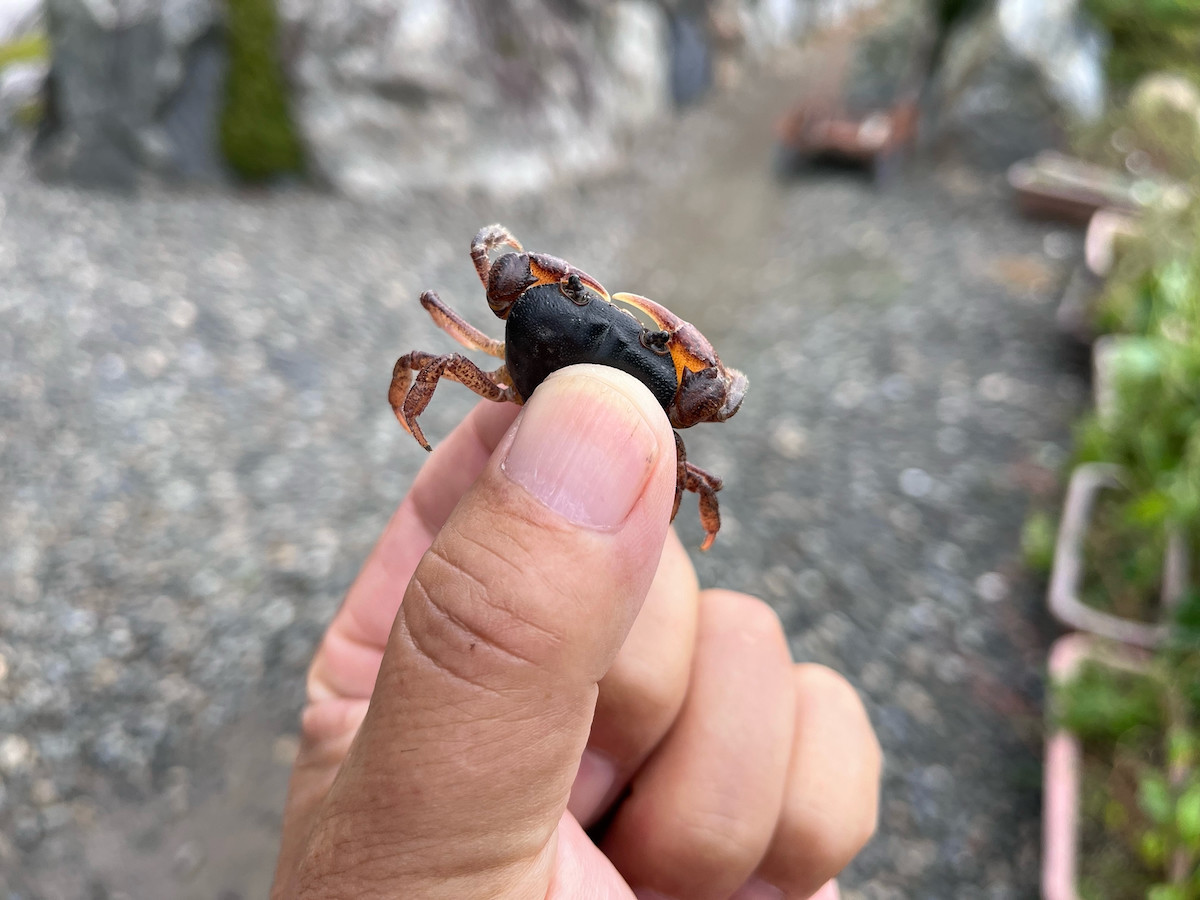 庭に迷い込んできたサワガニ
