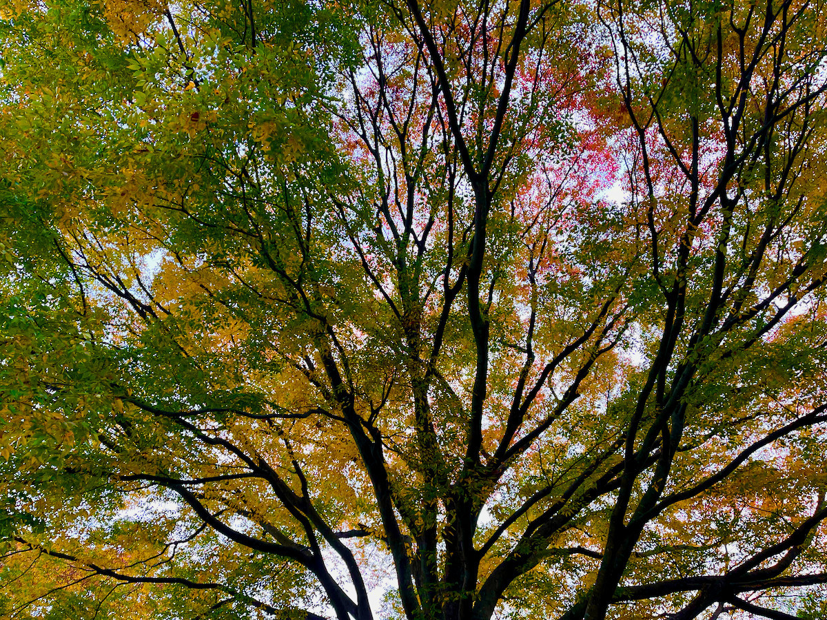 ビビ号との散歩で見つけた紅葉1