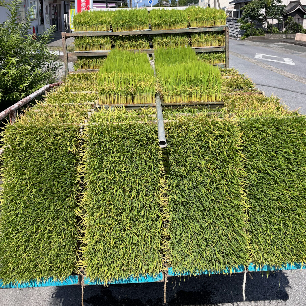 WINNY流出画像　ケツ毛バーガー 今年の田植えの終了と蜃気楼の噂の海と0次検診を受けたことと『Winny』 - 現代田んぼ生活 辻井農園日記