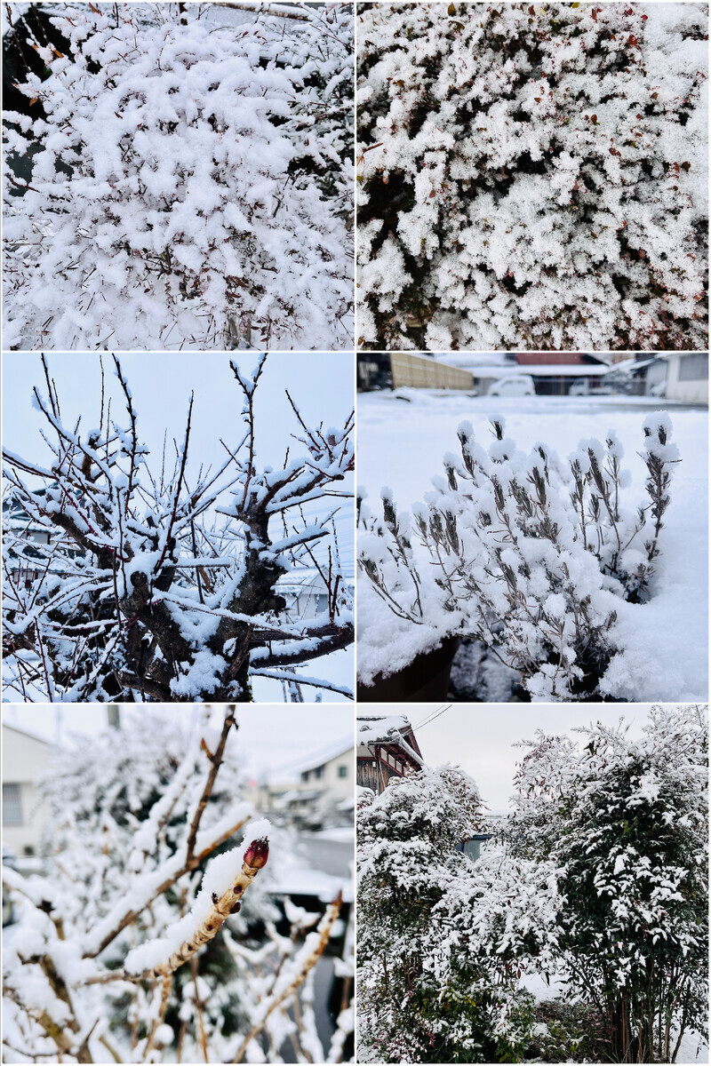 うっすら雪化粧20250221