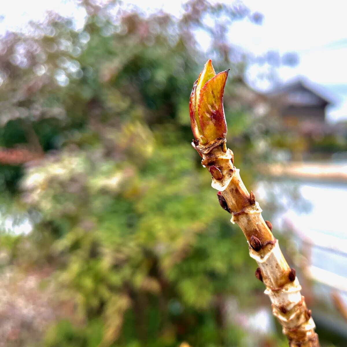 庭のアジサイの芽