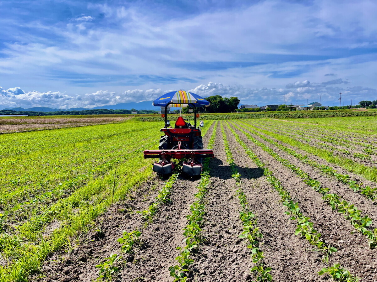 大豆の中耕