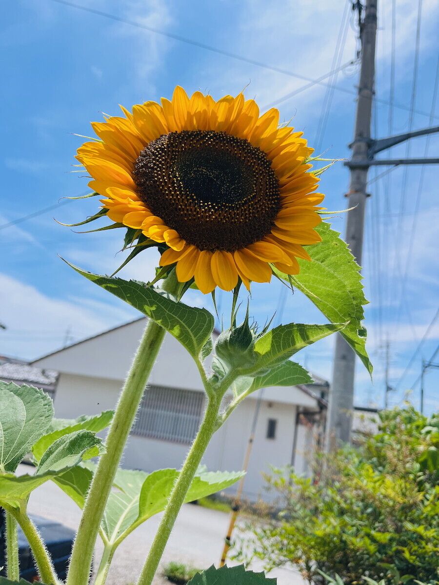 ちょっとお調子もののヒマワリ。