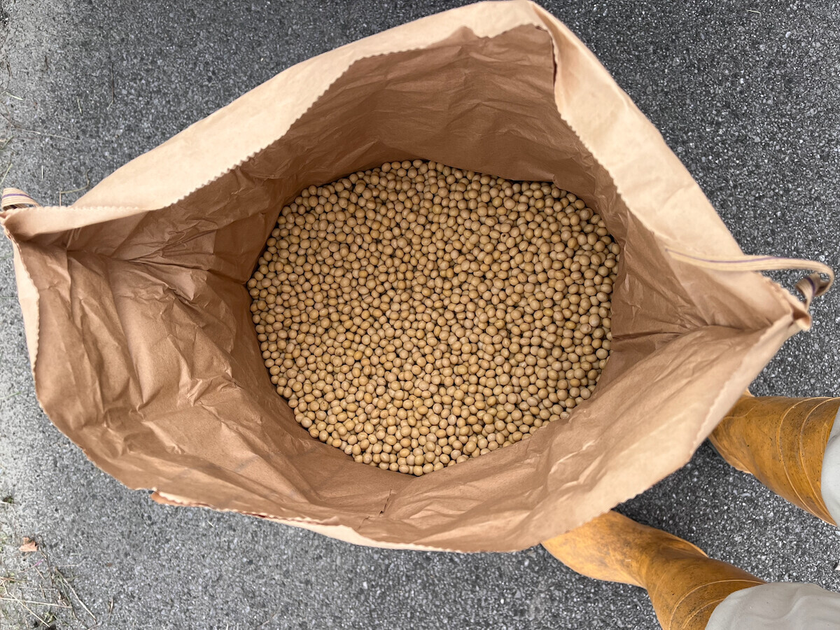 大豆コトユタカのタネ豆-1